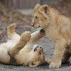 Naar Diergaarde Blijdorp met kids Naar Diergaarde Blijdorp met kids