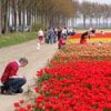 Tulpenfestival tijdens de meivakantie in Flevoland Tulpenfestival tijdens de meivakantie in Flevoland