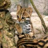 Met de kinderen naar Dierenpark Taman Indonesia Met de kinderen naar Dierenpark Taman Indonesia