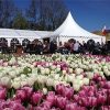 Tulpenfestival