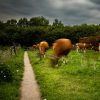 Genneper Parken in Eindhoven