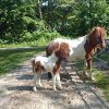 Er op uit naar het Stadspark Groningen Er op uit naar het Stadspark Groningen