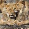 Kinderen ontdekken de natuur in Zoo Parc Overloon