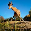 Dierenpark Amersfoort met kinderen