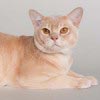 Kattenshow Mundikat Kattenshow Mundikat