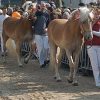 Fokpaardendag en Jaarmarkt in Weert Fokpaardendag en Jaarmarkt in Weert