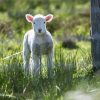 Lammetjesdag Havelte Lammetjesdag Havelte