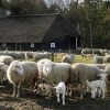 Lammetjesdag Lemelerberg Lammetjesdag Lemelerberg