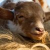 Lammetjesdag Dwingeloo Lammetjesdag Dwingeloo