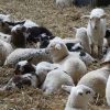 Lammetjesdag Weiteveen Lammetjesdag Weiteveen
