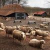 Lammetjesdag Hoog Buurlo Lammetjesdag Hoog Buurlo