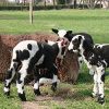 Lammetjesdag Vlijmen Lammetjesdag Vlijmen