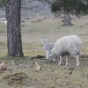 Lammetjes kijken Aekingerzand in Friesland Lammetjes kijken Aekingerzand in Friesland