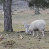 Lammetjes kijken Aekingerzand