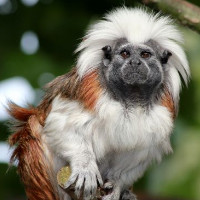 Berkenhof Tropical Zoo