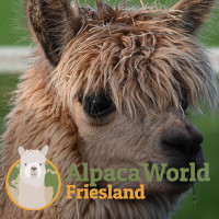 Alpaca World Friesland