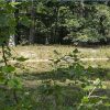 Landgoed De Wielewaal